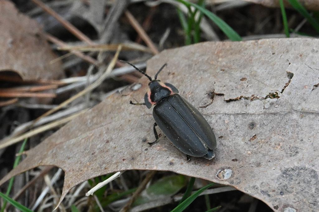 2025-04196325 Westborough WMA, MA.JPG - Firefly. Westborough Wildlife Management Area, MA, 4-19-2025